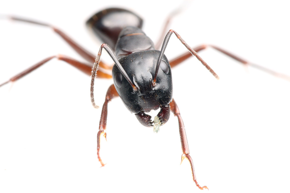 ミカドオオアリに寄生した冬虫夏草 ありんこ日記 Antroom ミカドオオアリに寄生した冬虫夏草 ありんこ日記 Antroom