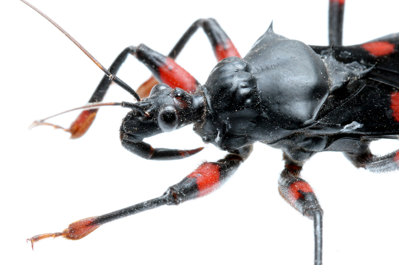 巨大肉食カメムシ！ : ありんこ日記 AntRoom