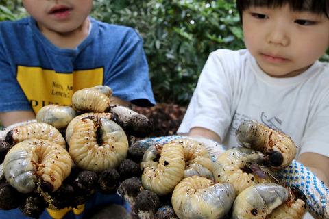 カブトムシ探し
