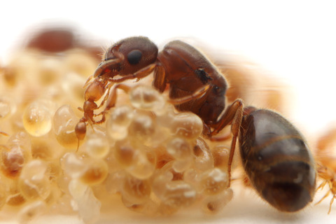 オニコツノアリの飼育