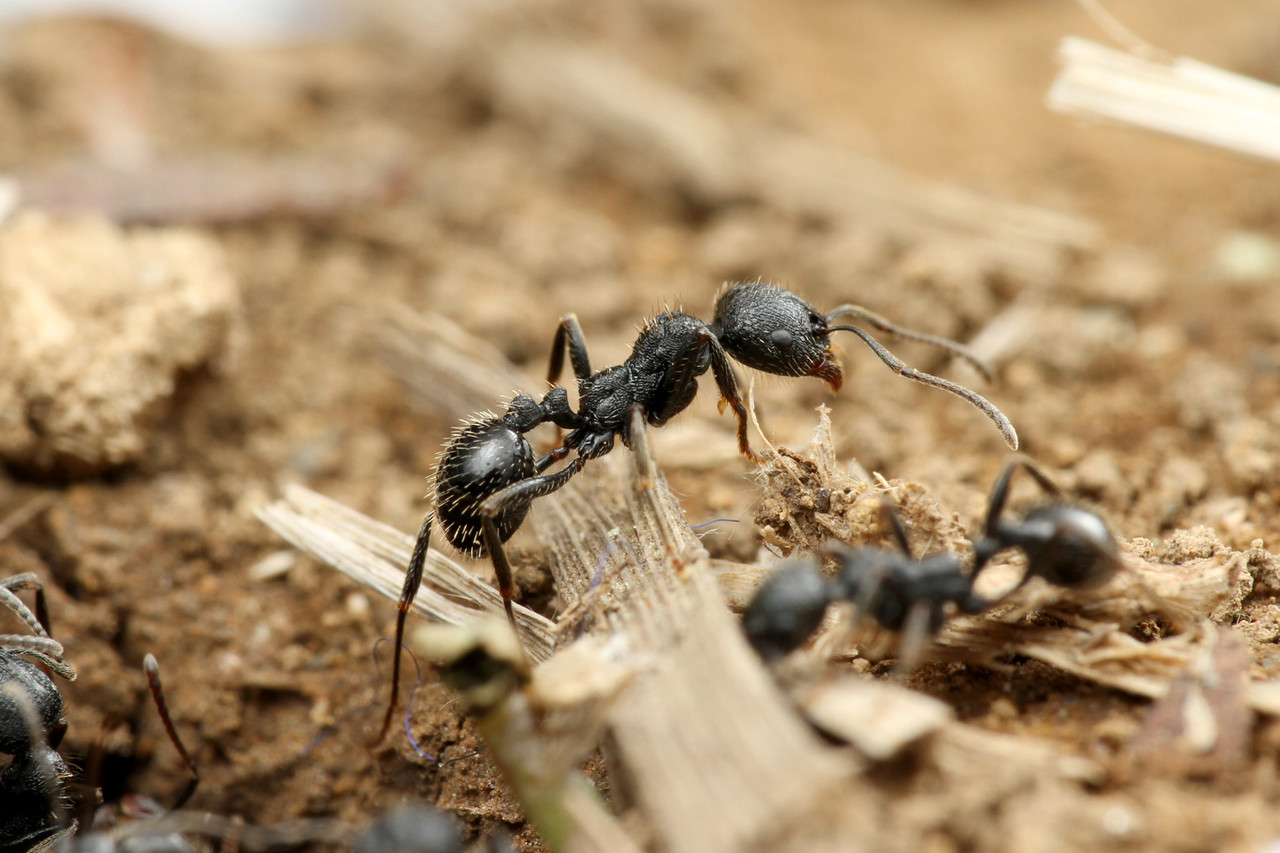 クロナガアリの結婚飛行 ありんこ日記 Antroom
