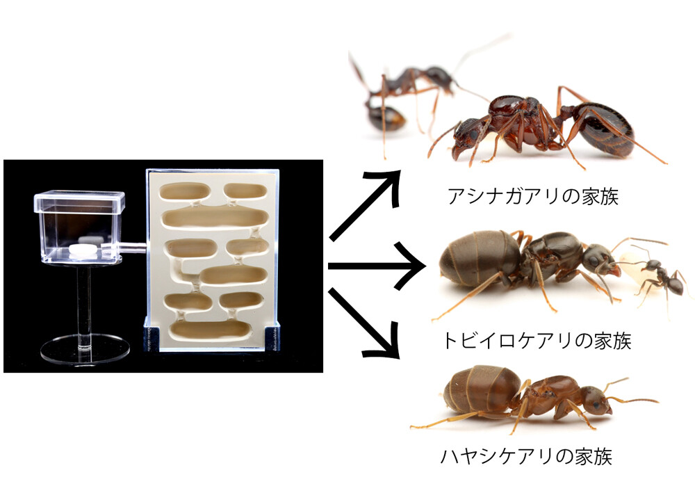 蟻マシーンとアリセット販売のお知らせ : ありんこ日記 AntRoom