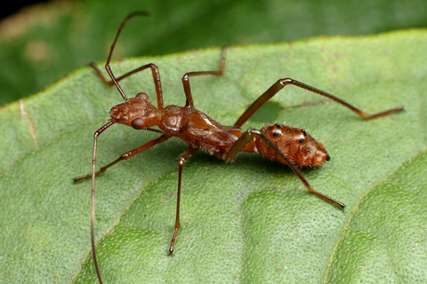 ǥϥꥢ Ectatomma tuberculatum