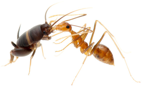 �������ӥ���ť���������