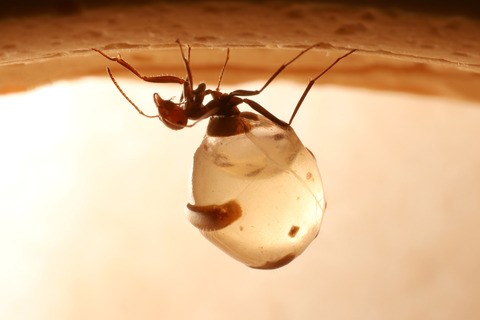 �ߥĥĥܥ���