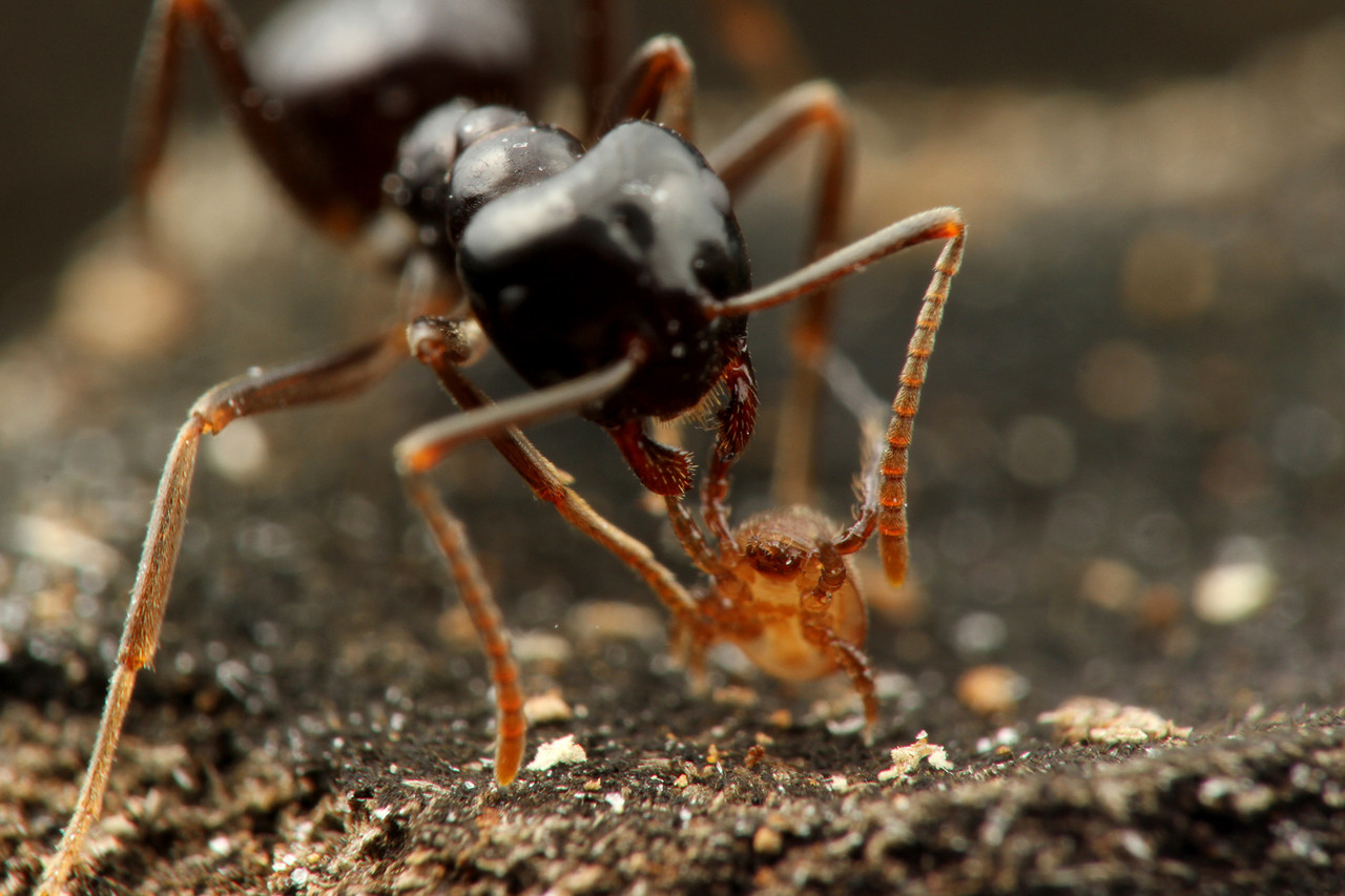 アリからエサをもらうダニ、再び発見！ : ありんこ日記 AntRoom