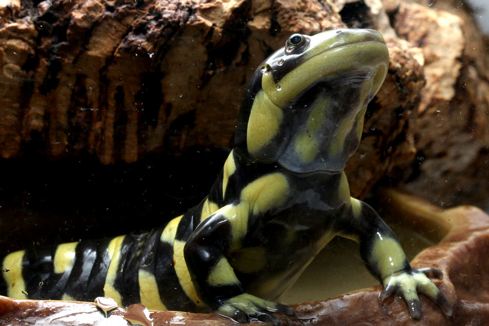 人懐っこいオビタイガーサラマンダー ありんこ日記 Antroom