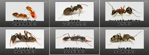 タモリ倶楽部