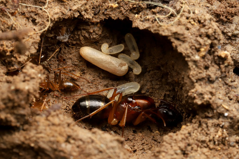 ケブカアメイロオオアリ