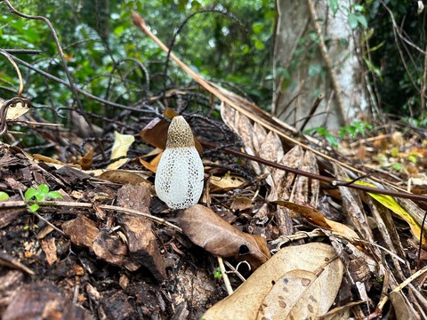 オーストラリア アリ 昆虫 採集 (79)