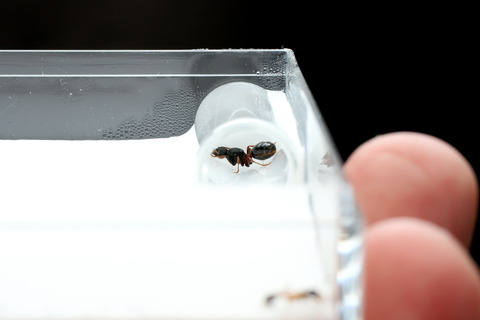 石膏飼育ケース ガラスの小部屋付き