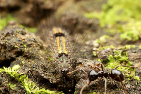 フタホシキコケガNudina artaxidia