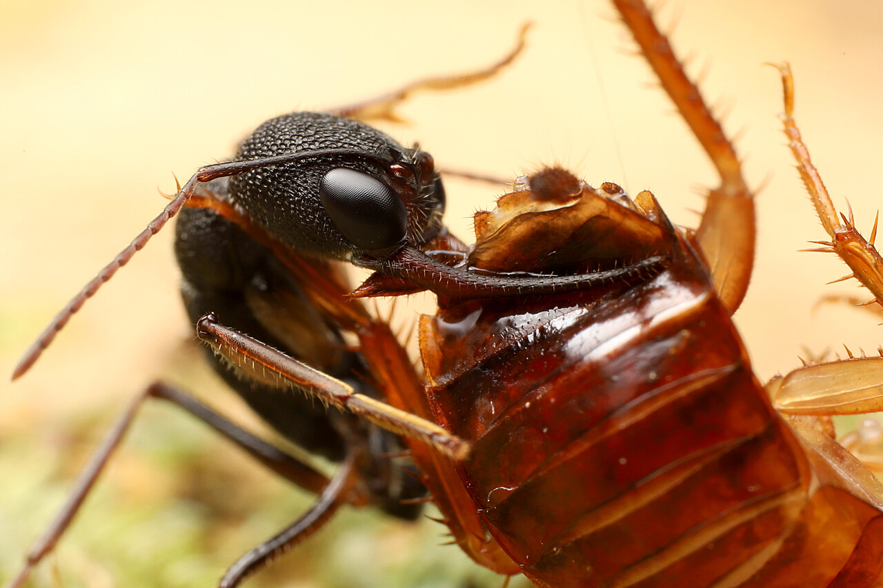 ありんこ日記 Antroom