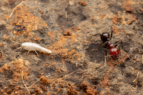 �������Ǹ��Ĥ�������