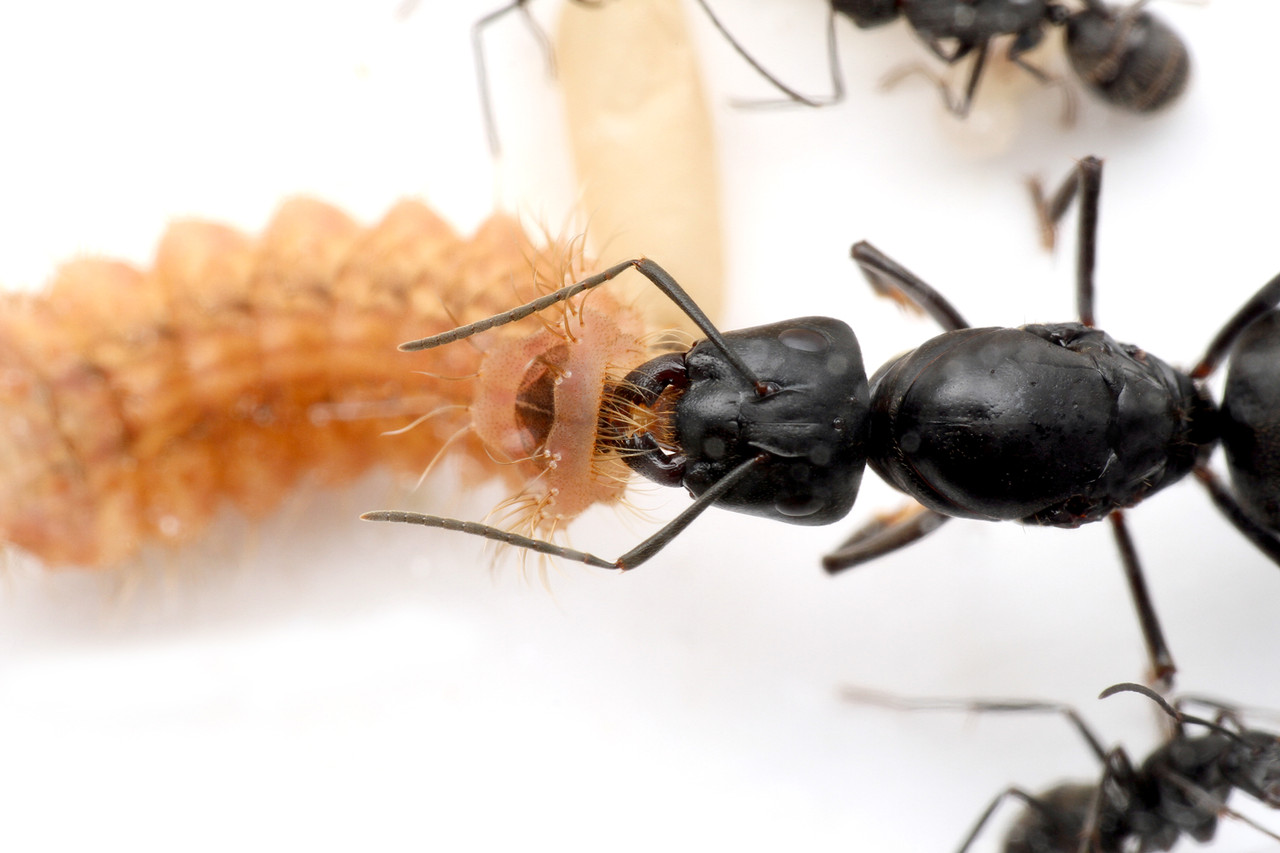 クロシジミの飼育 後編 ありんこ日記 Antroom