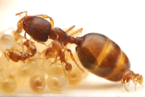 オニコツノアリの飼育