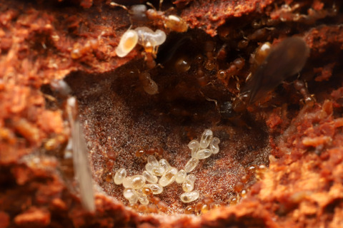 コツノアリの巣