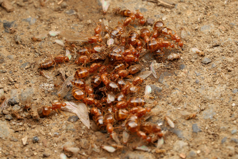 キイロシリアゲアリの結婚飛行