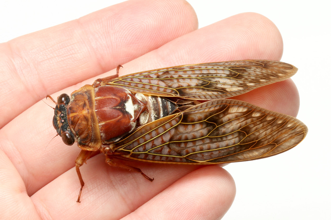 赤いアブラゼミ ありんこ日記 Antroom