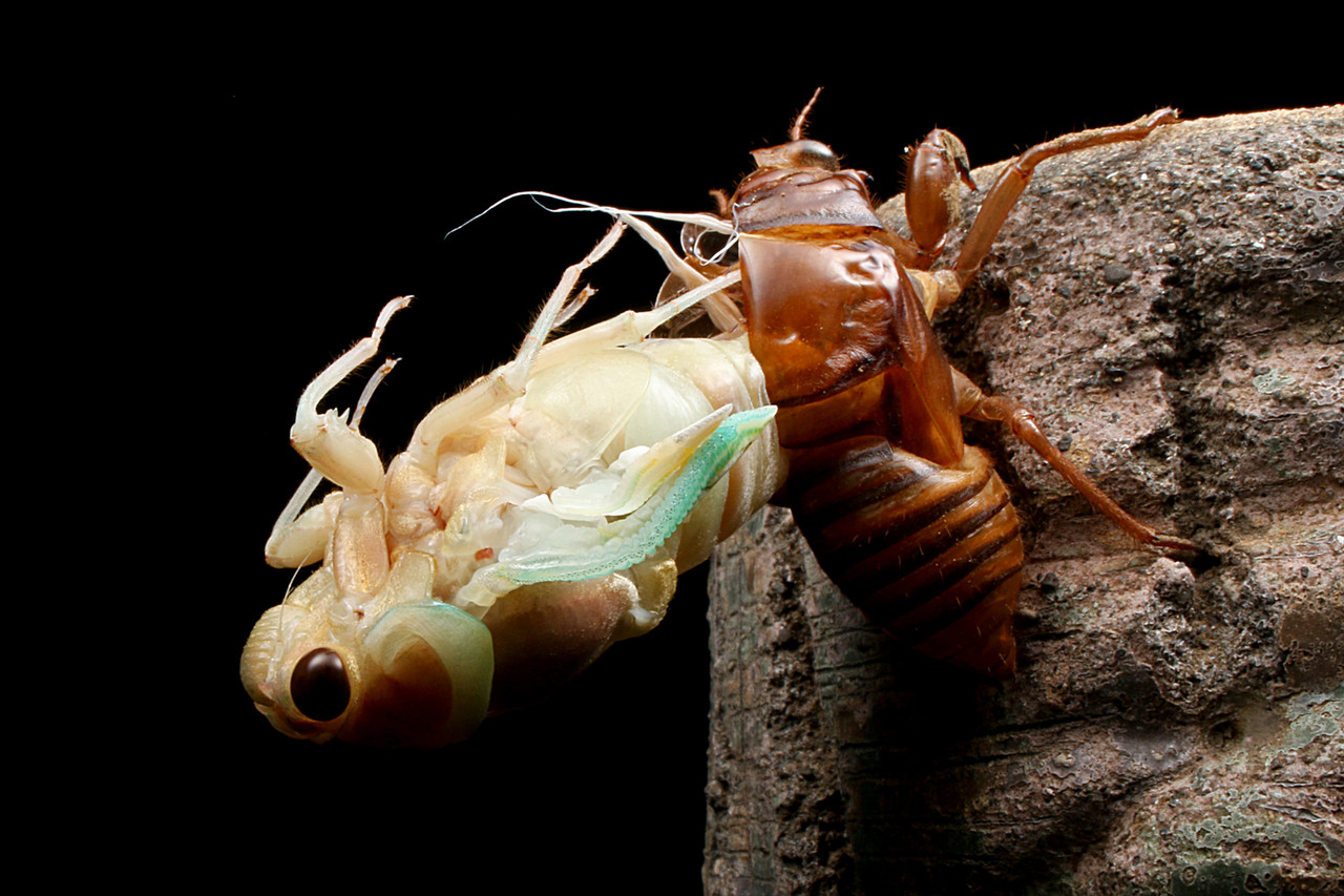 夜の公園でセミの羽化観察 ありんこ日記 Antroom