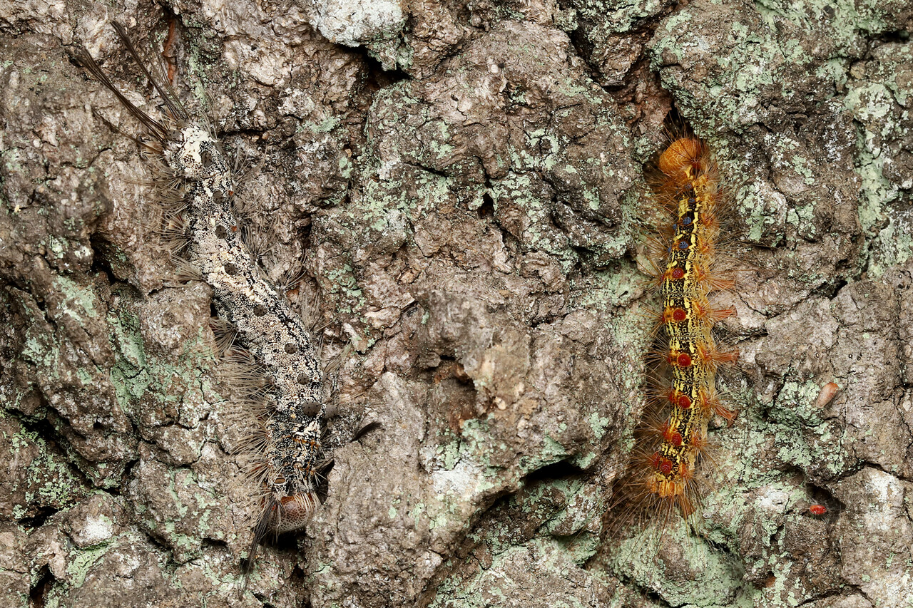 マイマイガの大群とアシブトコバチ ありんこ日記 Antroom