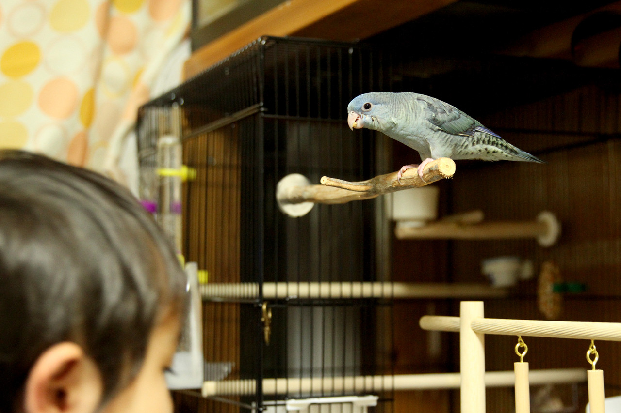 サザナミインコのアオちゃん ありんこ日記 Antroom