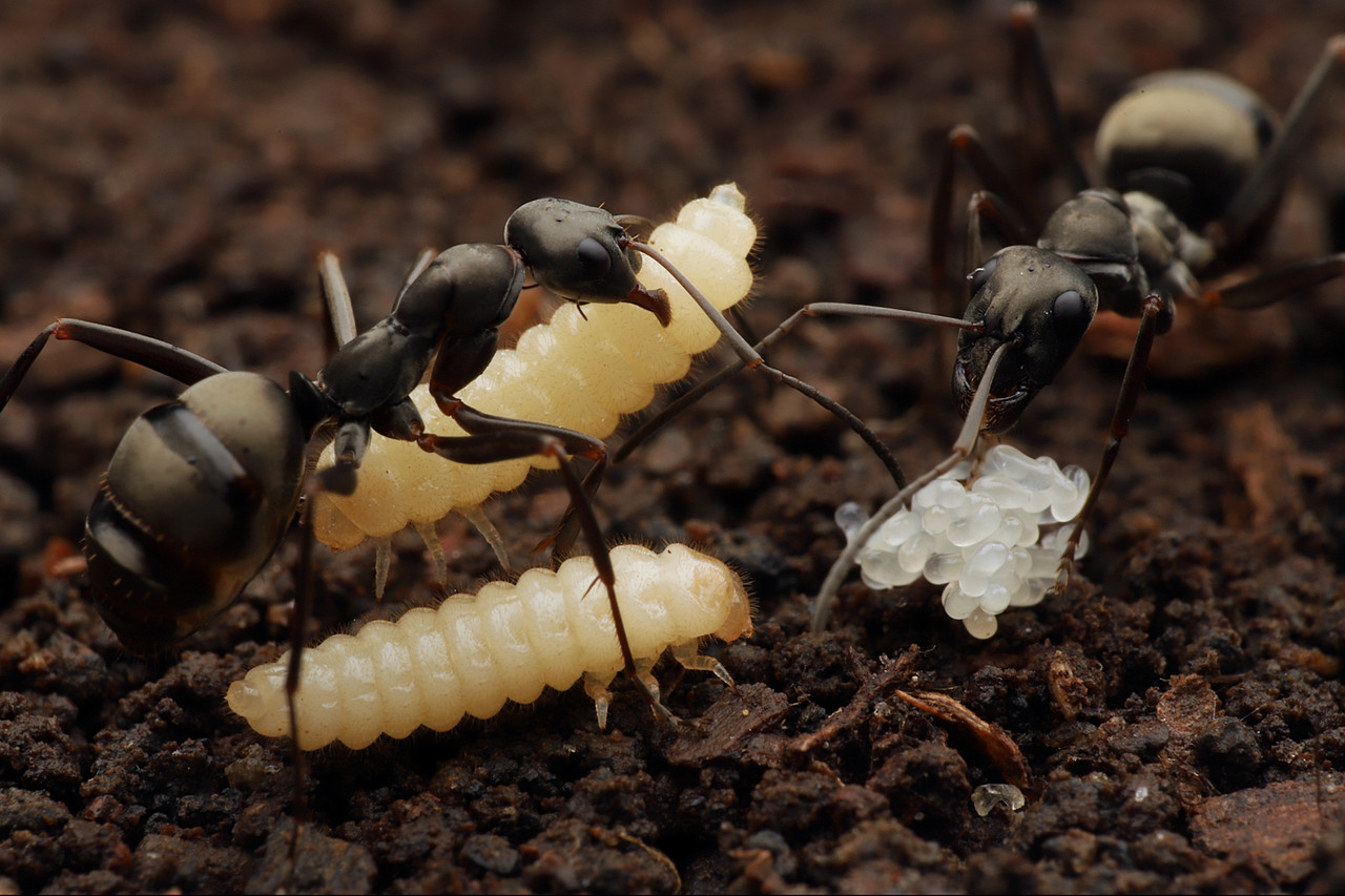 ありんこ日記 Antroom