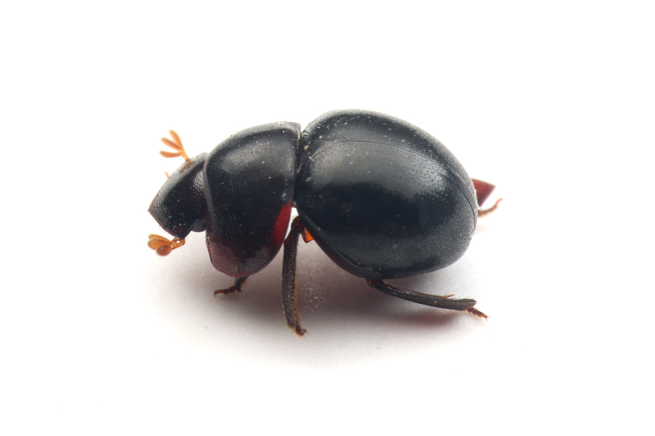 アフリカのマンマルコガネ : ありんこ日記 AntRoom