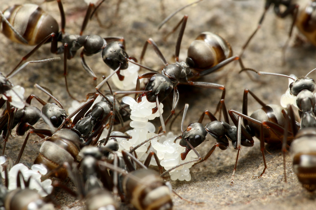 ハヤシクロヤマアリの好蟻性昆虫たち : ありんこ日記 AntRoom