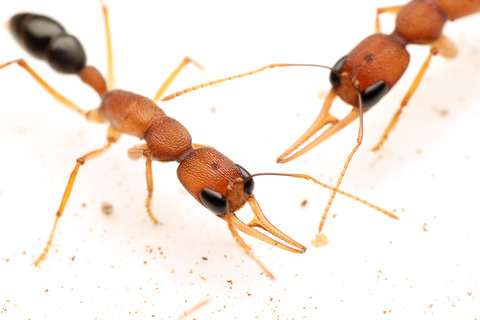 ����ɥ��塞������ Harpegnathos saltator