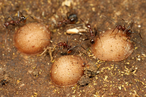 ���ӥʥ������ʥ�����������餹���ꥹ����