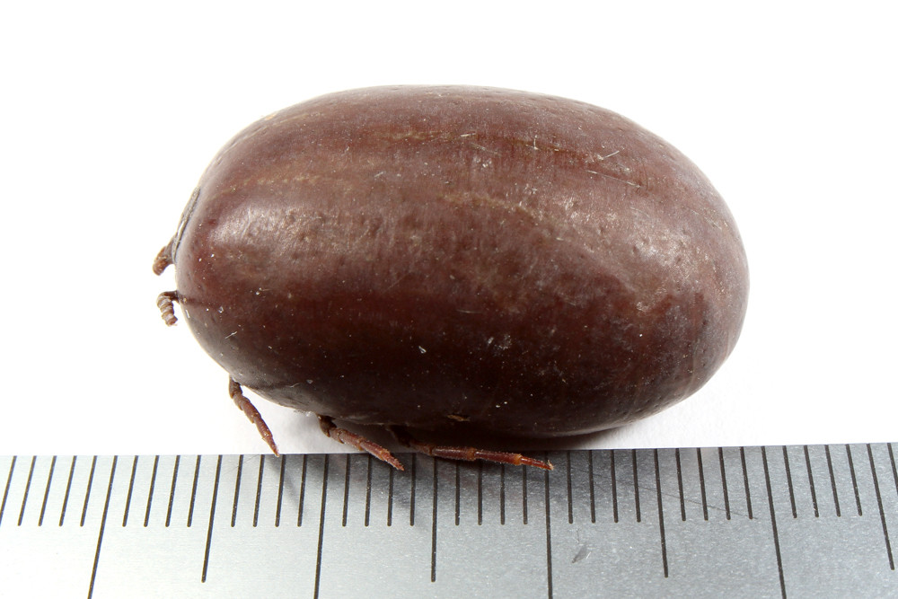 超巨大なダニ ありんこ日記 Antroom 超巨大なダニ ありんこ日記 Antroom