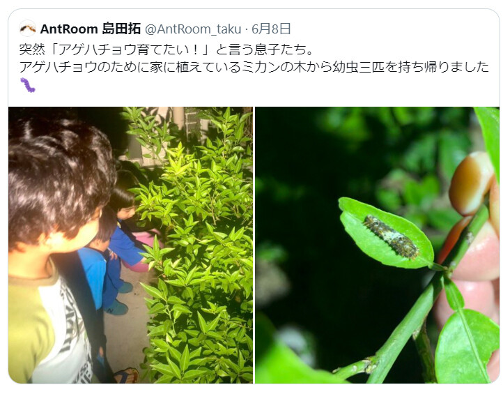 3歳の息子とアゲハチョウの飼育 ありんこ日記 Antroom