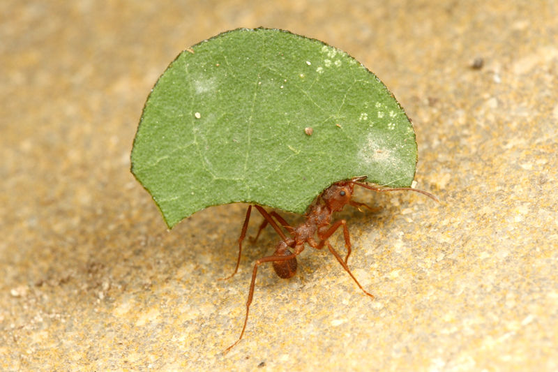 ☆昆虫標本☆【ディノポネラ】ディノハリアリDinoponera gigantea