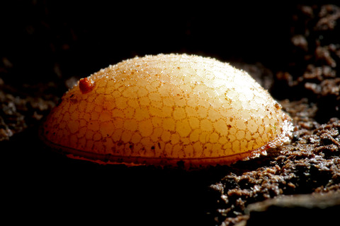 新種のアリスアブ