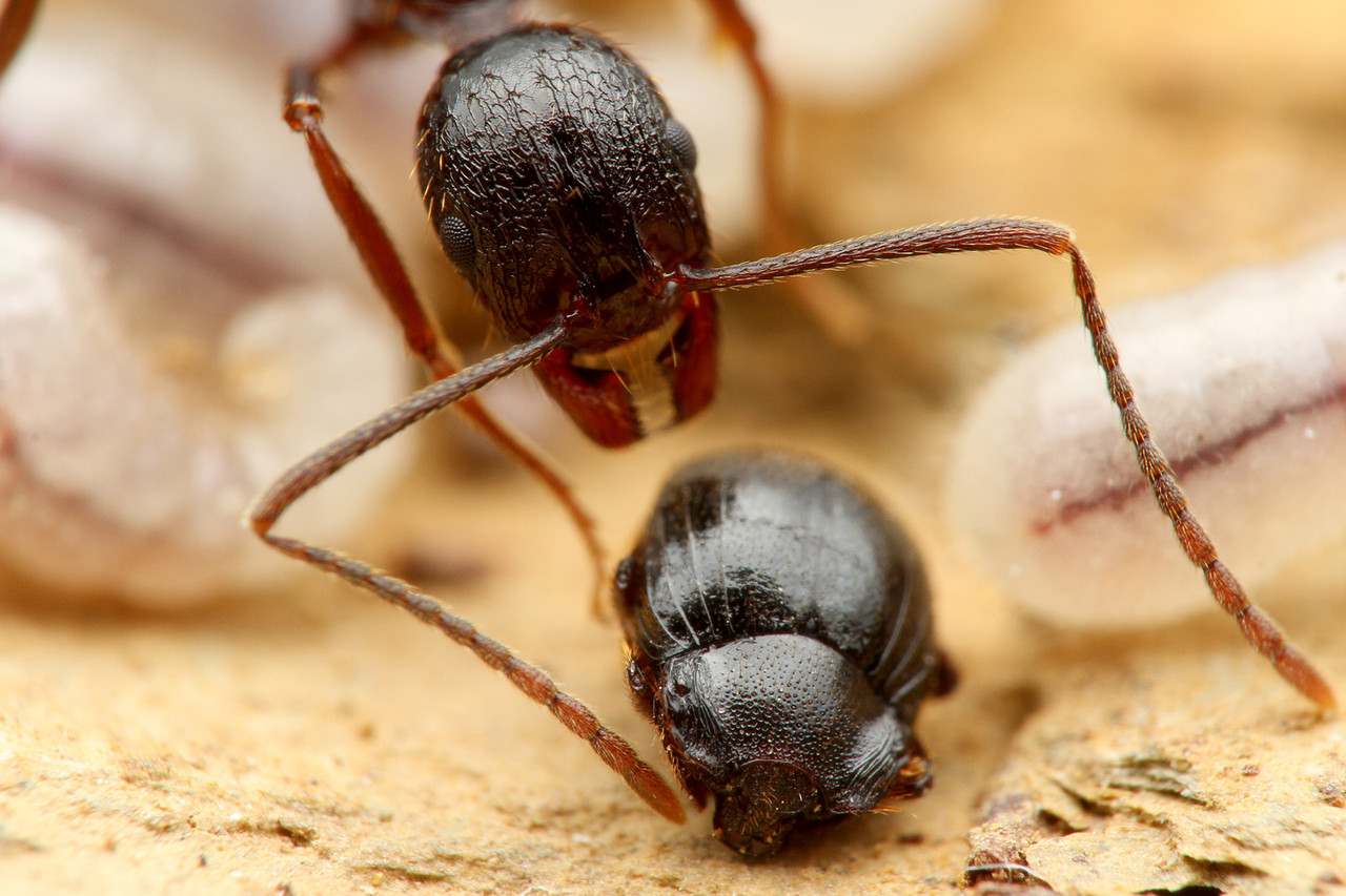 アリの巣で暮らすクロアリヅカエンマムシ ありんこ日記 Antroom