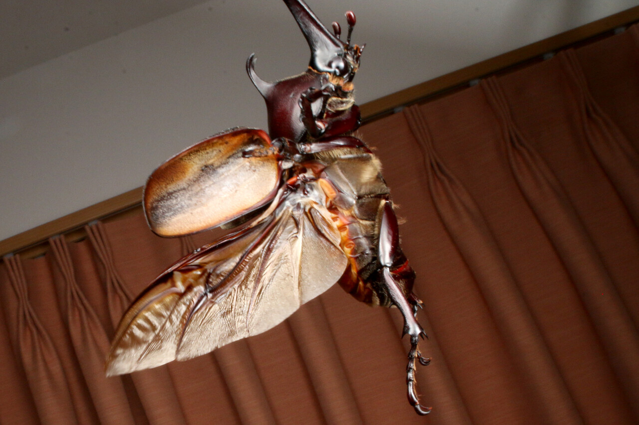 部屋を自由に飛ぶカブトムシ ありんこ日記 Antroom