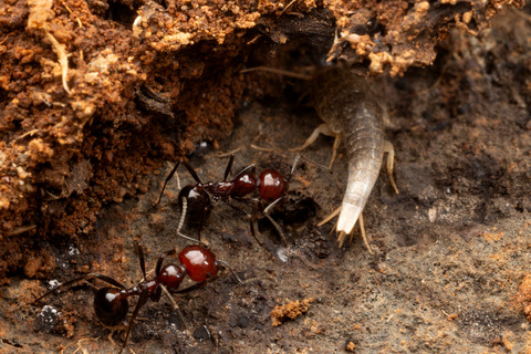 �������Ǹ��Ĥ�������