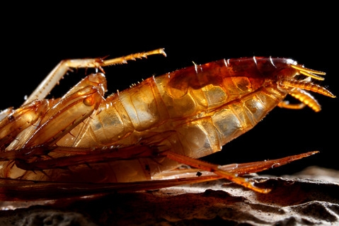 エメラルドゴキブリバチAmpulex compressa