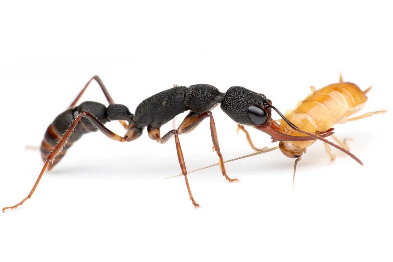 毒針で獲物を捕えるクワガタアリ ありんこ日記 Antroom