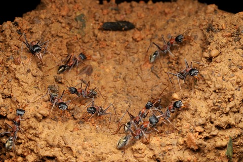 熱帯雨林のキバハリアリ Myrmecia nigrocincta