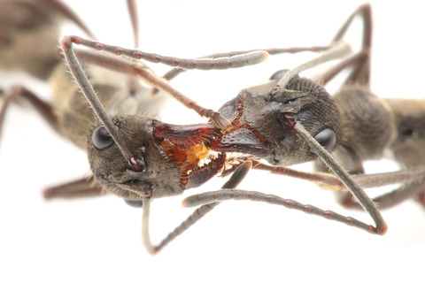 トゲオオハリアリの口移しによる栄養交換