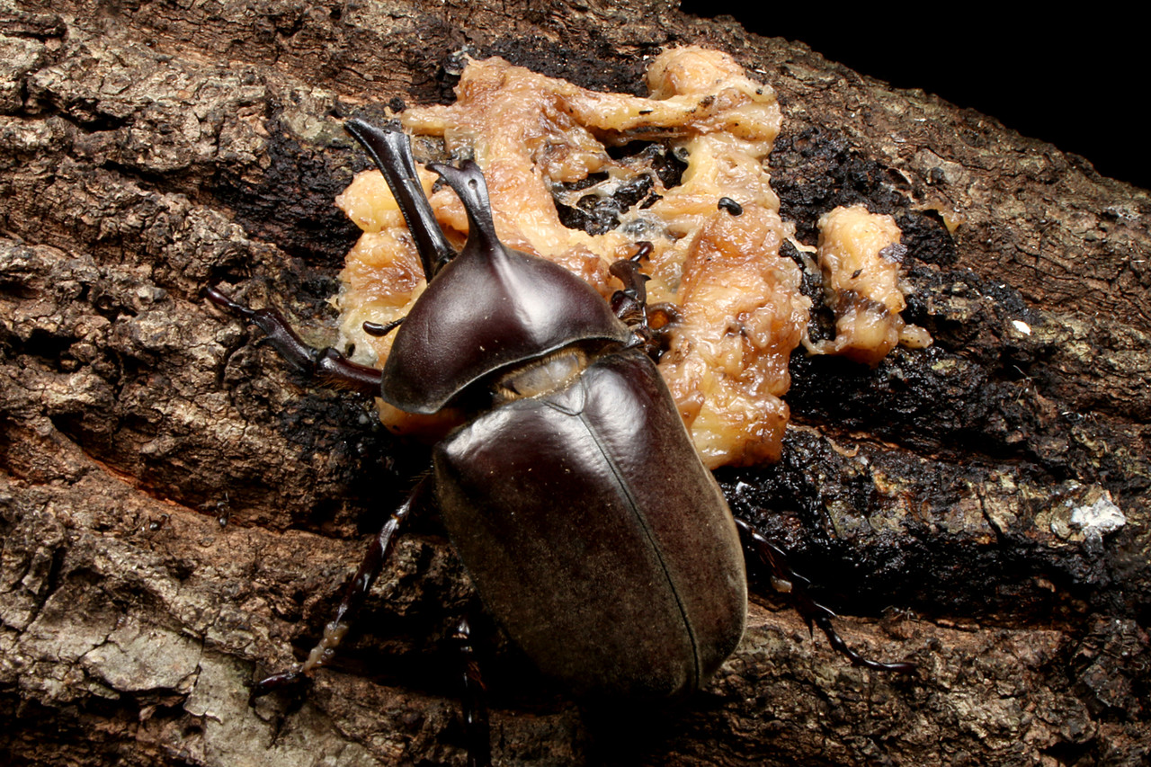 バナナトラップでカブトムシ探し ありんこ日記 Antroom