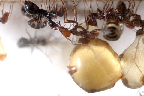 �ߥĥĥܥ���