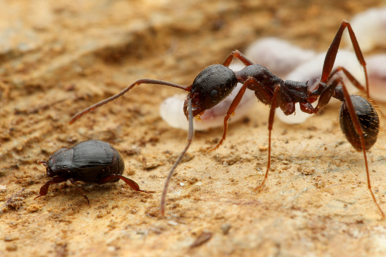 アリの巣で暮らすクロアリヅカエンマムシ ありんこ日記 Antroom