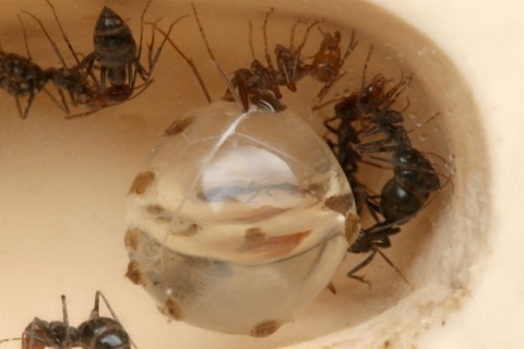 �ߥĥĥܥ���