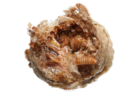 ありんこ日記 AntRoom:カマキリタマゴカツオブシムシの累代飼育