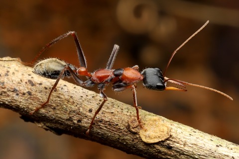熱帯雨林のキバハリアリ Myrmecia nigrocincta