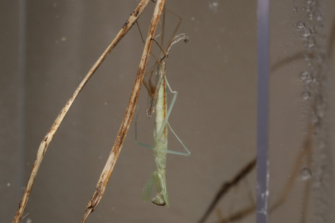 オオカマキリの脱皮 ありんこ日記 Antroom