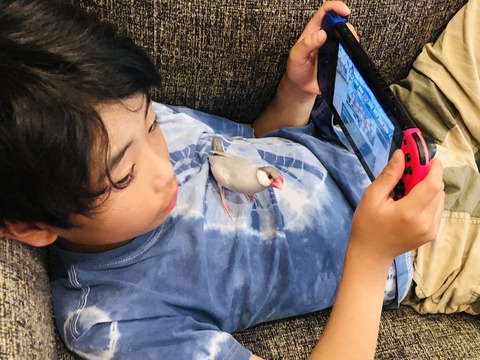 息子と文鳥の関係性